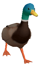 A real duck